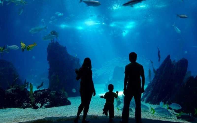 Ripleys Aquarium Toronto Guide 1 d77f8329