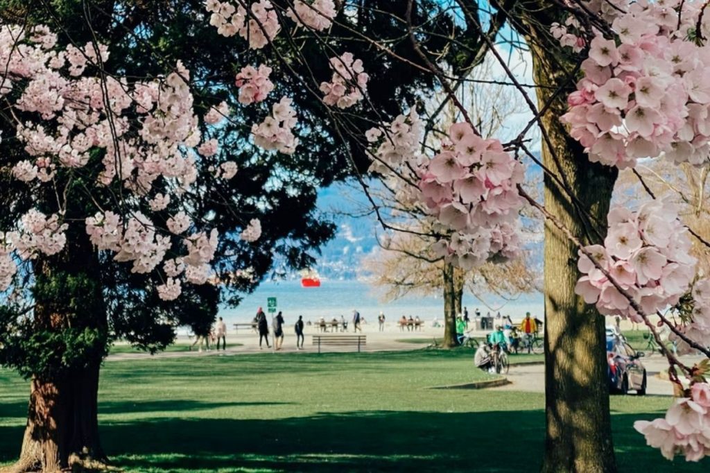 Cherry blossoms Vancouver